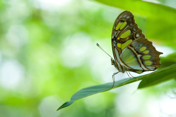 Kari Samuels Beautiful Butterfly kari-samuels-beautiful-butterfly