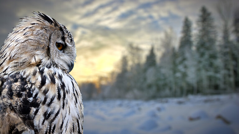 spirit animal meaning