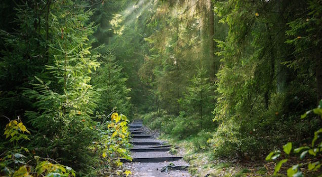 Intuition vs judgment – how to trust yourself