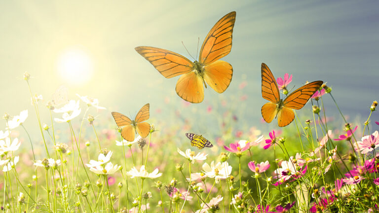 manifest your desires