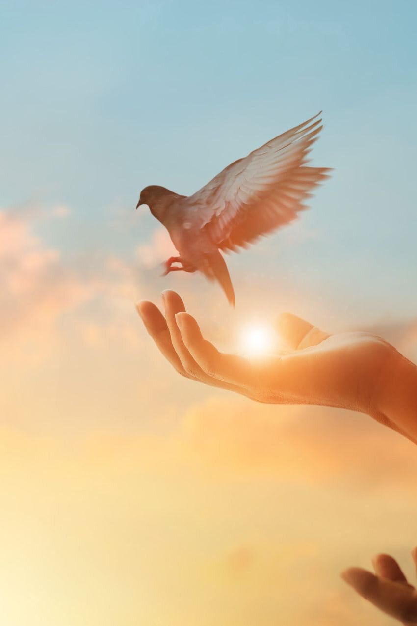 Dove soaring from an open hand during sunset, symbolizing hope and spiritual freedom.